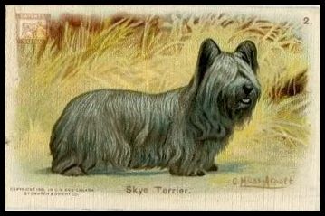 J14 2 Skye Terrier.jpg